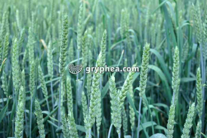 Epis de blé jeunes - gryphea.com